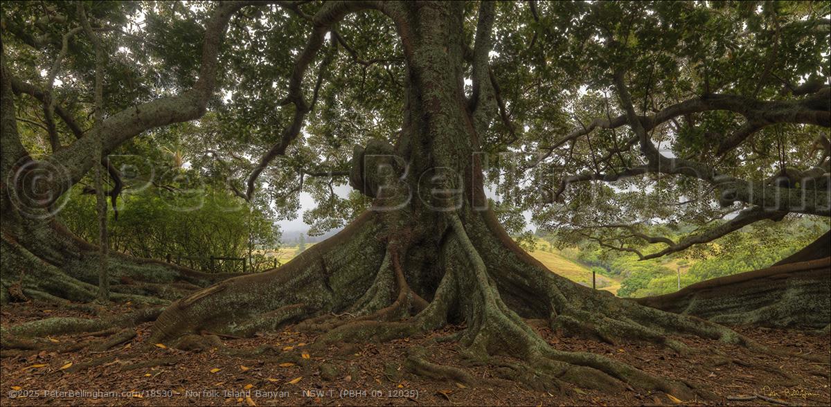 Peter Bellingham Photography Norfolk Island Banyan - NSW T (PBH4 00 12035)